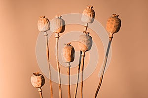 Bouquet of dried poppy plants