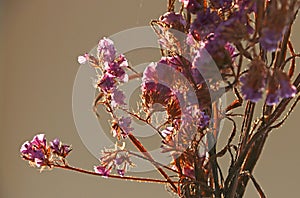 A bouquet of dried purple flowers