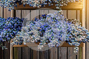 Bouquet of dried purple margarets on wooden shelf to decorate the place. Bouquets of purple margarets are cut to turn into dried