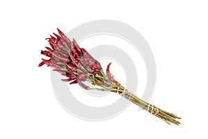 A bouquet of dried red hot pepper sprigs with pods.