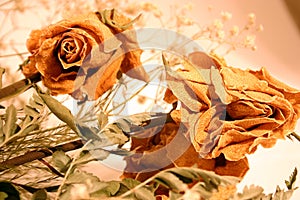 Bouquet of dried roses