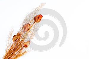 A bouquet of dried roses and a branch of dried flowers on white background. Place for your text