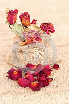 Bouquet of dried withered roses and petals over gunny bag.