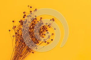 Bouquet of dry flax flowers on a yellow background with place for text.
