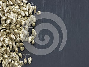 Bouquet of dry Lagurus ovatus and Briza, Poaceae on black wooden table. Vintage style background. Herbarium. Artistic backdrop, se