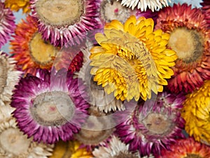 Bouquet of dry straw flower(everlasting)