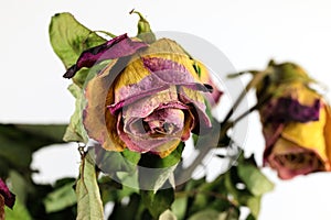 A bouquet of drying rose flowers