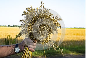 bouquet of ears of ripe oats in the hand