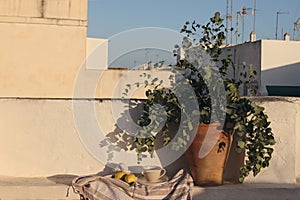 Bouquet of eucalyptus tree branches. Vintage clay pot, vase. Cup of coffee. Beige old wall in sunset light. Fresh yellow