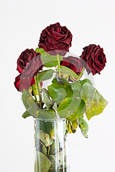 Bouquet of faded dying red roses in a vase isolated on white background