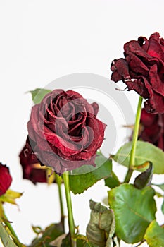 Bouquet of faded dying red roses in a vase isolated on white background