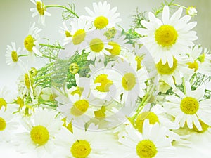 Bouquet of field daisy flowers