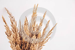 Bouquet of field dried grass on a white background. Rustic vintage hipster style. View from above