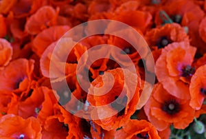 A bouquet of field poppies on a table in a vase