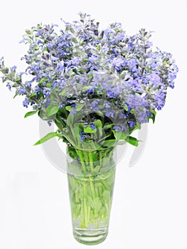 Bouquet of field violet flowers in vase