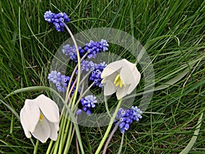 Bouquet of the first spring flowers blue and white