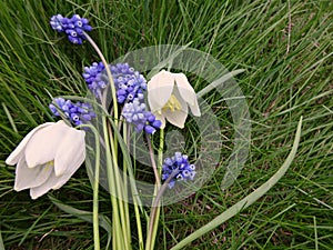 Bouquet of the first spring flowers blue and white