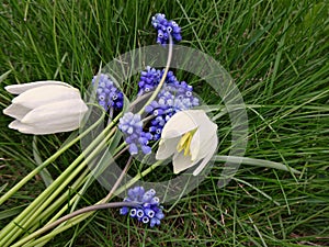 Bouquet of the first spring flowers blue and white