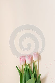 Bouquet of the first spring flowers. Tenderness Pink tulip. Spring card or background with space for text. Top view. Copy space