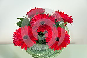 Bouquet of five red gerberas scientific name Gerbera. This flower is native to South Africa.