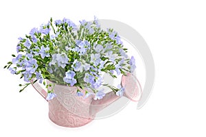 A bouquet of flax flowers in a decorative watering can isolated on a white . Place for your text