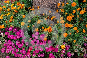 Bouquet, Flower, Plant, Thailand, Agricultural Field