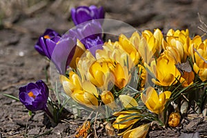 Bouquet of flowering crocus vernus bright golden yellow plants, group of colorful early spring flowers in bloom