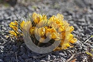 Bouquet of flowering crocus vernus Dorothy bright yellow plants, group of colorful early spring flowers in bloom