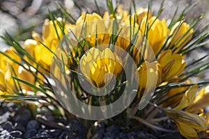 Bouquet of flowering crocus vernus Dorothy bright yellow plants, group of colorful early spring flowers in bloom