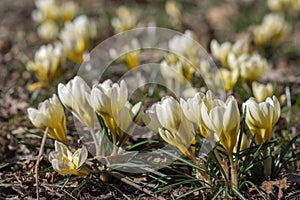 Bouquet of flowering crocus vernus light yellow white violet plants, group of colorful early spring flowers in bloom