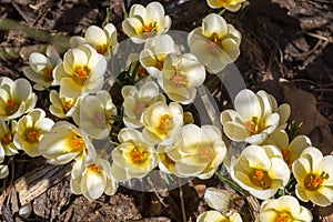 Bouquet of flowering crocus vernus light yellow white violet plants, group of colorful early spring flowers in bloom