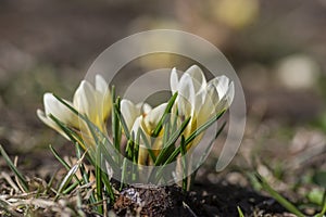 Bouquet of flowering crocus vernus light yellow white violet plants, group of colorful early spring flowers in bloom