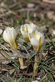Bouquet of flowering crocus vernus light yellow white violet plants, group of colorful early spring flowers in bloom