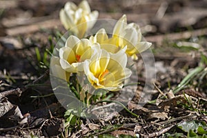 Bouquet of flowering crocus vernus light yellow white violet plants, group of colorful early spring flowers in bloom