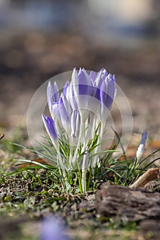 Bouquet of flowering crocus vernus Lilac Beauty light white violet plants, group of colorful early spring flowers in bloom