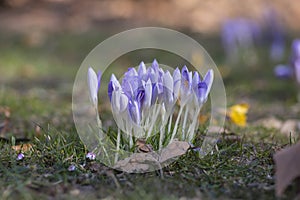 Bouquet of flowering crocus vernus Lilac Beauty light white violet plants, group of colorful early spring flowers in bloom