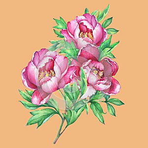 The bouquet flowering pink peonies, isolated on orange background.