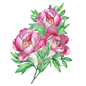 The bouquet flowering pink peonies, on white background.