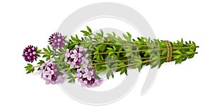 Bouquet of flowering thyme on white background