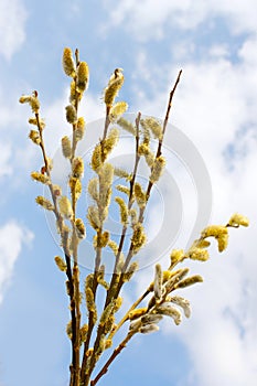 Bouquet of flowering willow branches