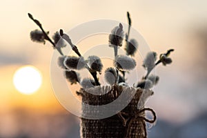Bouquet of flowering willow branches on a background of evening sky with the sun
