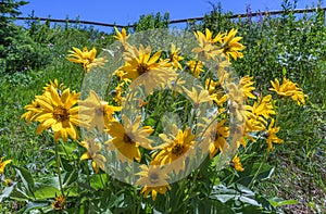 Bouquet of Flowers