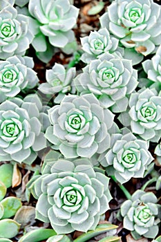 Bouquet of flowers. Close up of a cactus.