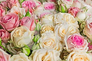 Bouquet of flowers - a composition of pink and white roses. Background for the postcard