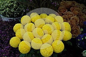 Bouquet of Flowers craspedia. Bright yellow balls in a florist shop. BFH
