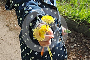 A bouquet flowers of dandelions in the hand of a child