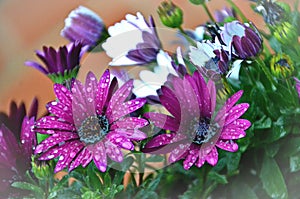 Bouquet of flowers with drops of dew.