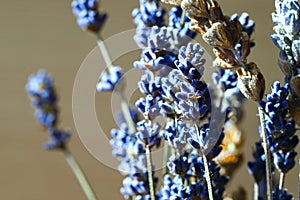 Bouquet of flowers. Fragrant beautiful blue lavender flowers blooming