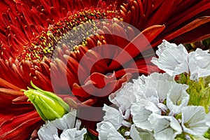 A bouquet of flowers from gerberas, chrysanthemums, lilies. Close-up. Macro shooting.