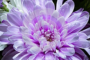 A bouquet of flowers from gerberas, chrysanthemums, lilies. Close-up. Macro shooting. Black background.